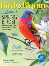 Birds  Blooms Magazine