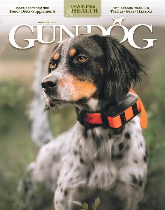 Gun Dog Magazine