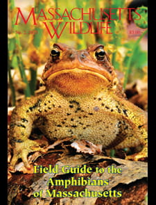 Massachusetts Wildlife Magazine