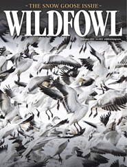 Wildfowl-Digital Magazine