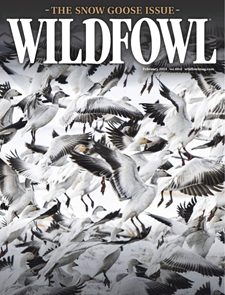 Wildfowl-Digital Magazine